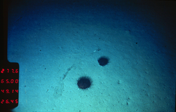 Two sea urchins