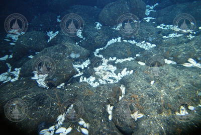Giant Clams on the seafloor at Calyfield seen during Alvin dive 3794.