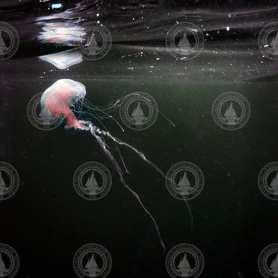 Jellyfish swimming subsurface.