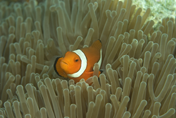 Amphiprion percula (clownfish)