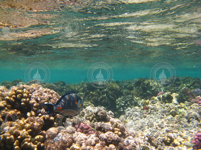 Coral reef near surface environment.