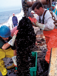 Will Ostrom and Joe Alvernes harvesting mussels.