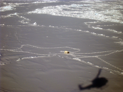 Polar bear on the ice, as seen from helo above.