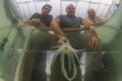 Francesco Caruso, Aran Mooney, Alex Bocconcelli with longfin squid.