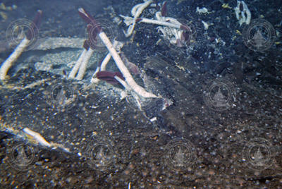 Tubeworms from the 2002 Galapagos expedition.