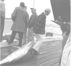Frank Mather working with tuna from Crawford cruise