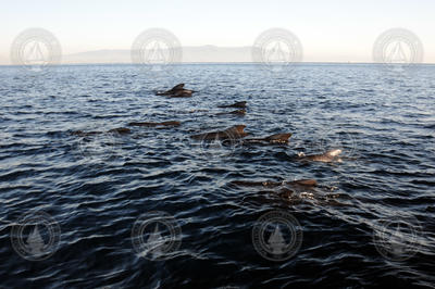 Pilot whales swimming under a sunrise in the Strait of Gibraltar.