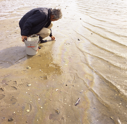 Collecting samples after the Buzzards Bay oil spill.
