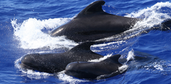 Three pilot whales swimming by at the surface.