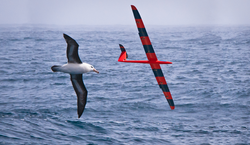 Photo montage of an albatross and radio-controlled glider.