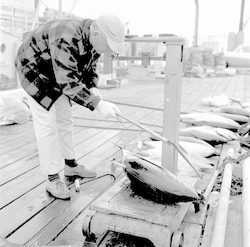 Frank Mather measuring a tuna on dock