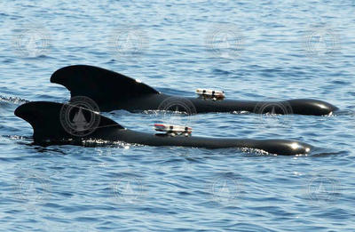 Two Pilot whales swimming side-by-side with DTAGs mounted on them.