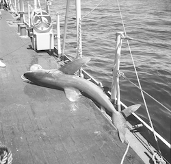 White tipped shark on the deck of the Crawford.