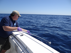 Bob Nelson using teflon netting to sample an oil sheen in the Gulf of Mexico.