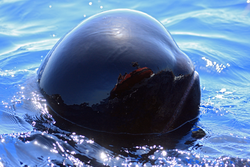 Reflection of researchers in the head of a Pilot Whale.