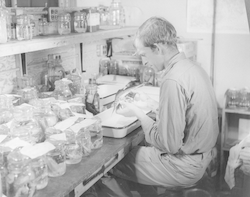 Richard Backus examining swordfish specimens in laboratory.