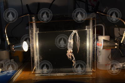 Recovered Glass Squid in a container.