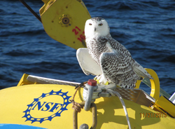 Snowy owl perched on an OOI buoy during mooring deployment cruise.