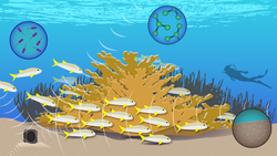 Illustrated overview of the Cuban coral reef biodiversity mission.
