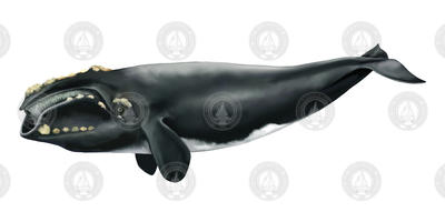 Left side profile rendering of a North Atlantic right whale.