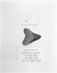 Dredge sample from Georges Bank.