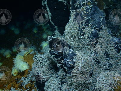 Hydrothermal vent anemones and shrimp in a vent field.