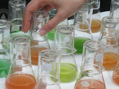 Beakers containing different types and colors of Synechococcus