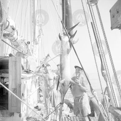 People on deck with swordfish.