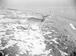 Deer on Nonamesset Island