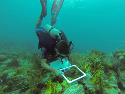 Tom DeCarlo taking coral measurements along a reef.