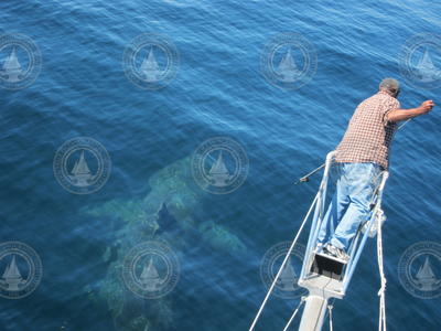 Harpoonist tagging a basking shark.