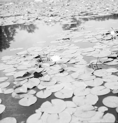 Water lillies in Menemsha.