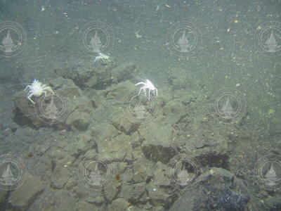 Vent crabs viewed during Alvin dive 3752.