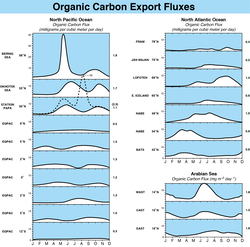 Organic Carbon Export Fluxes