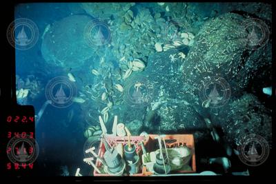 Clams, mussels, crabs and galatheid around hydrothermal vent area.