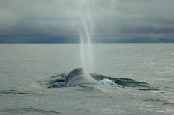 A bowhead whale surfaces and blows in the Bering Sea.