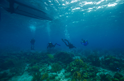 Members of Anne Cohen's lab diving in the Caribbean.