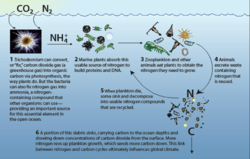How Trichodesmium are essential cogs in the ecological machinery of the ocean.