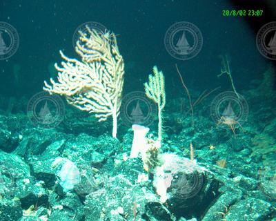 Deep sea coral viewed on Alvin dive 3824.