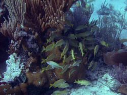 Fish swimming among the coral