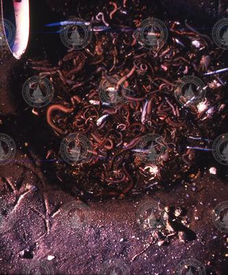 Dead invertebrates after West Falmouth oil spill.