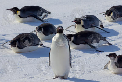 One Emperor Penguin standing as several other belly slide on the ice.