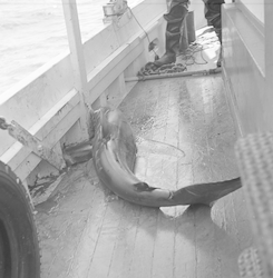 White tipped shark on the deck of the Captain Bill.