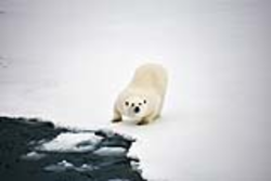 Curious Polar bear on the ice.