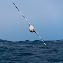 Albatross soaring over the open Southern Ocean.