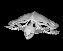 CSI image of a Kemp's Ridley sea turtle.