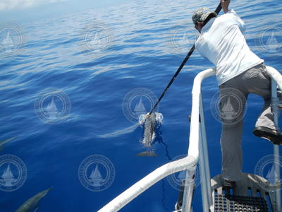 Tagger, Daniel Webster, placing a dtag on a spotted dolphin