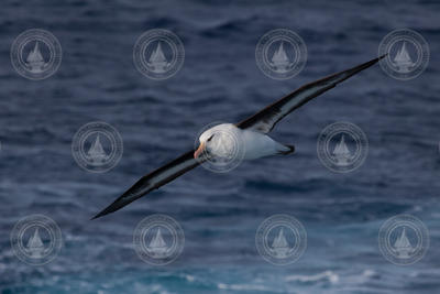 Black-browed Albatross (Thalassarche melanophris) flying over water.