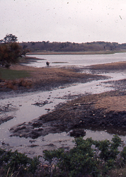 Wild Harbor River after the oil spill.