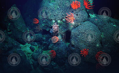 Deep-sea corals